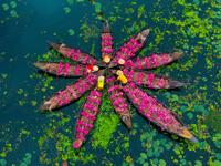 water lily